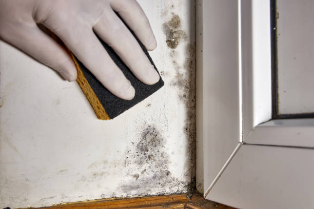 Best Air Quality Testing for Mold Spores  in Riley, KS
